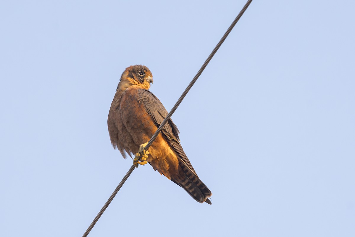 Australian Hobby - ML620715283