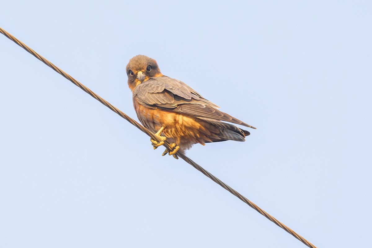 Australian Hobby - ML620715284