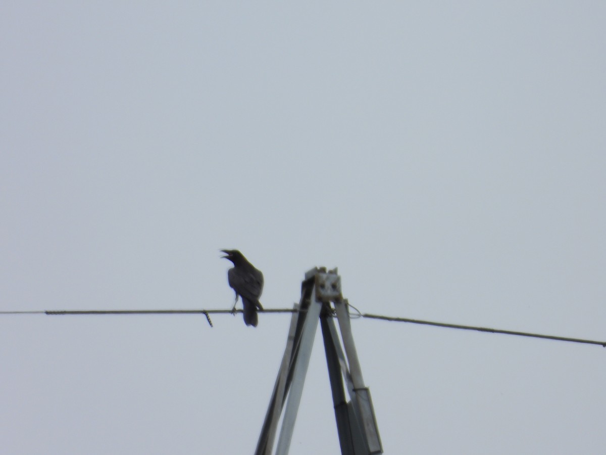 Common Raven - ML620715285