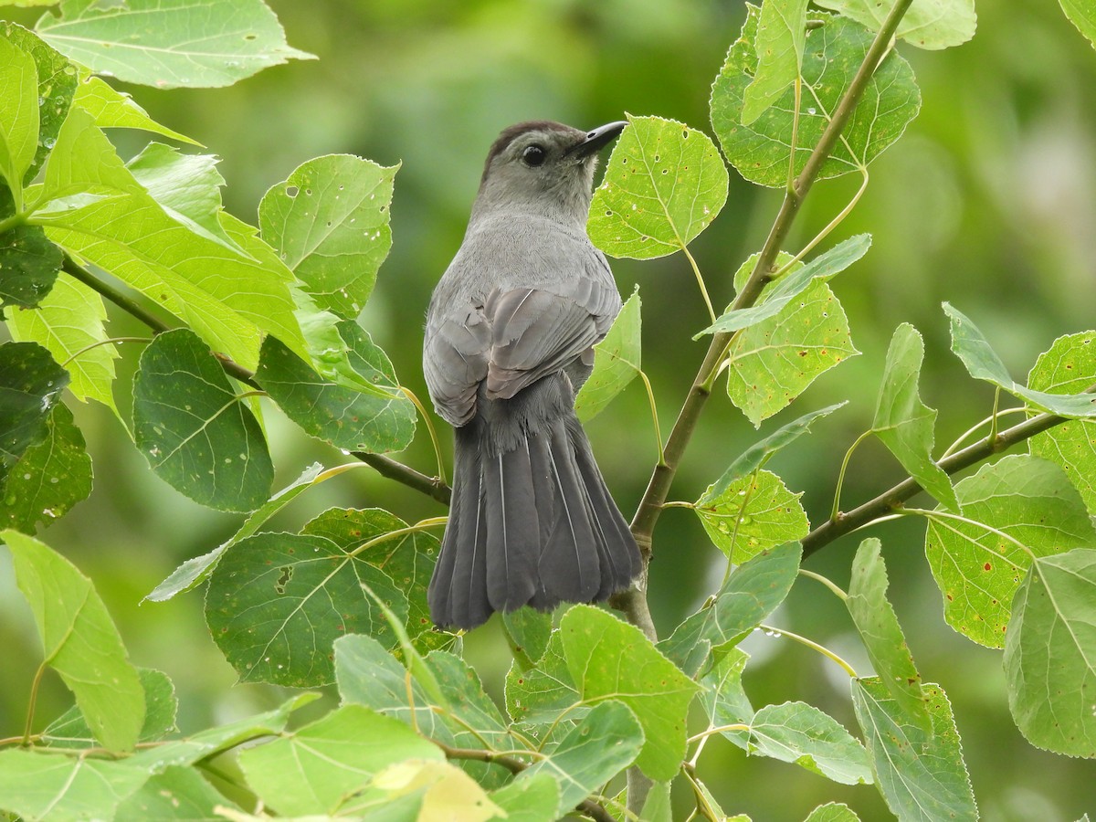 Pájaro Gato Gris - ML620715286