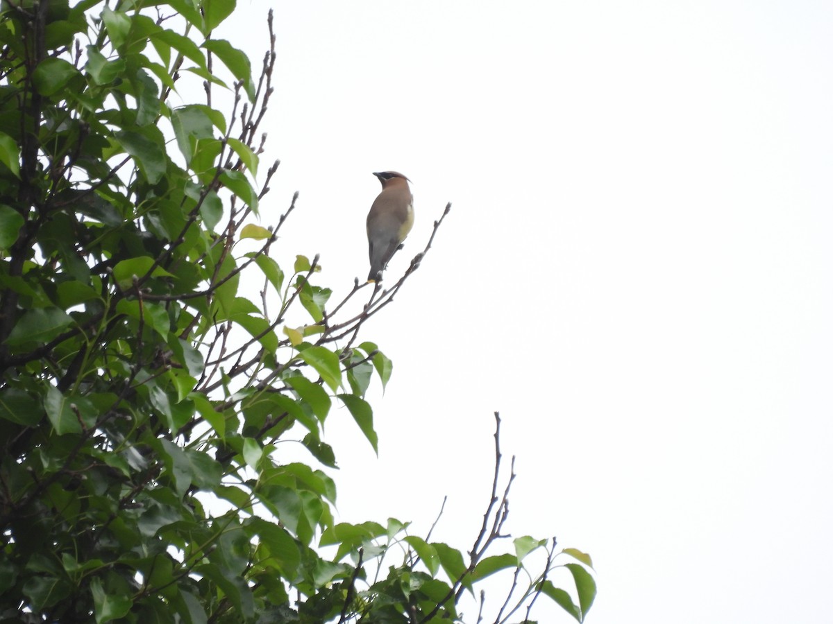 Cedar Waxwing - ML620715287