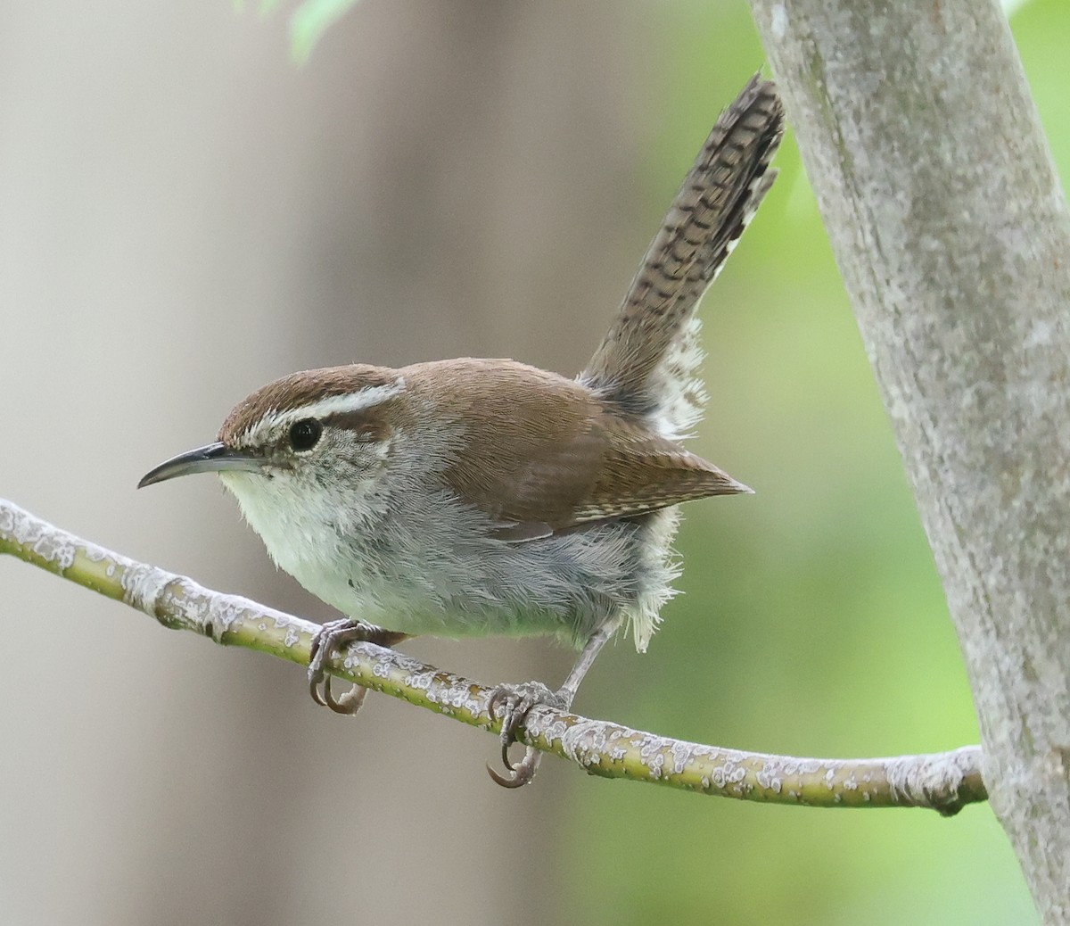 Bewick's Wren - ML620715288