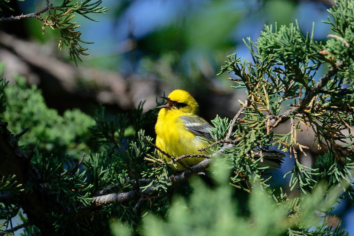 Blue-winged Warbler - ML620715289