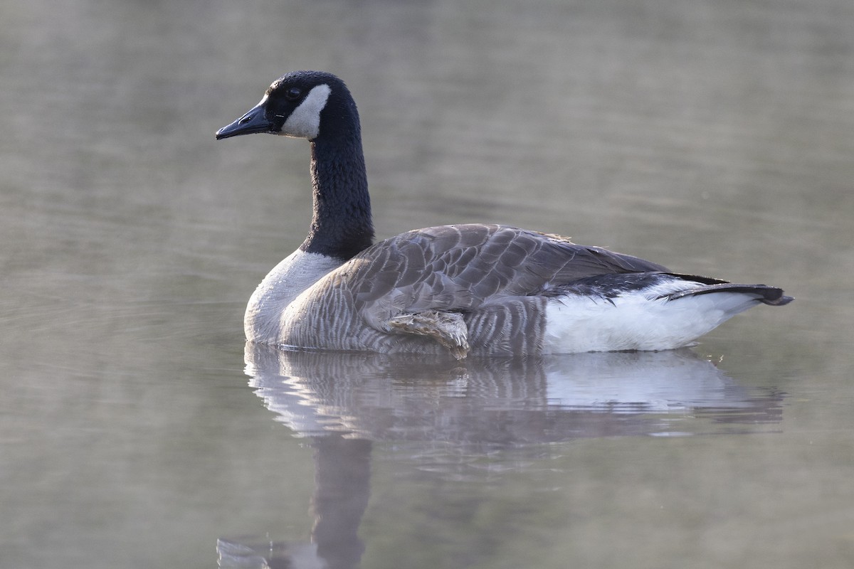 Canada Goose - ML620715292