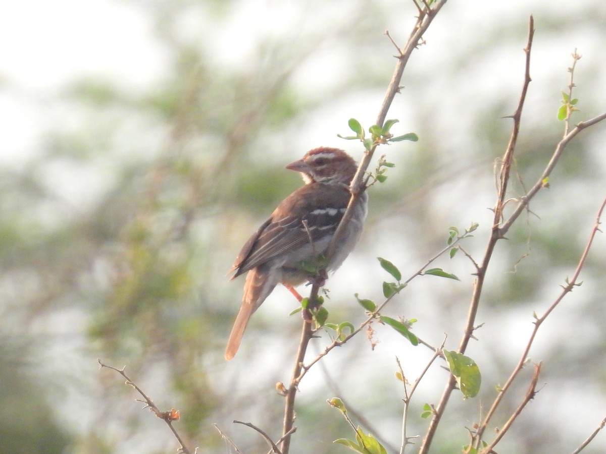 Chestnut-crowned Sparrow-Weaver - ML620715294