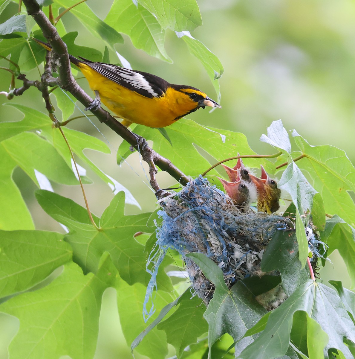 Bullock's Oriole - Jordan Roderick