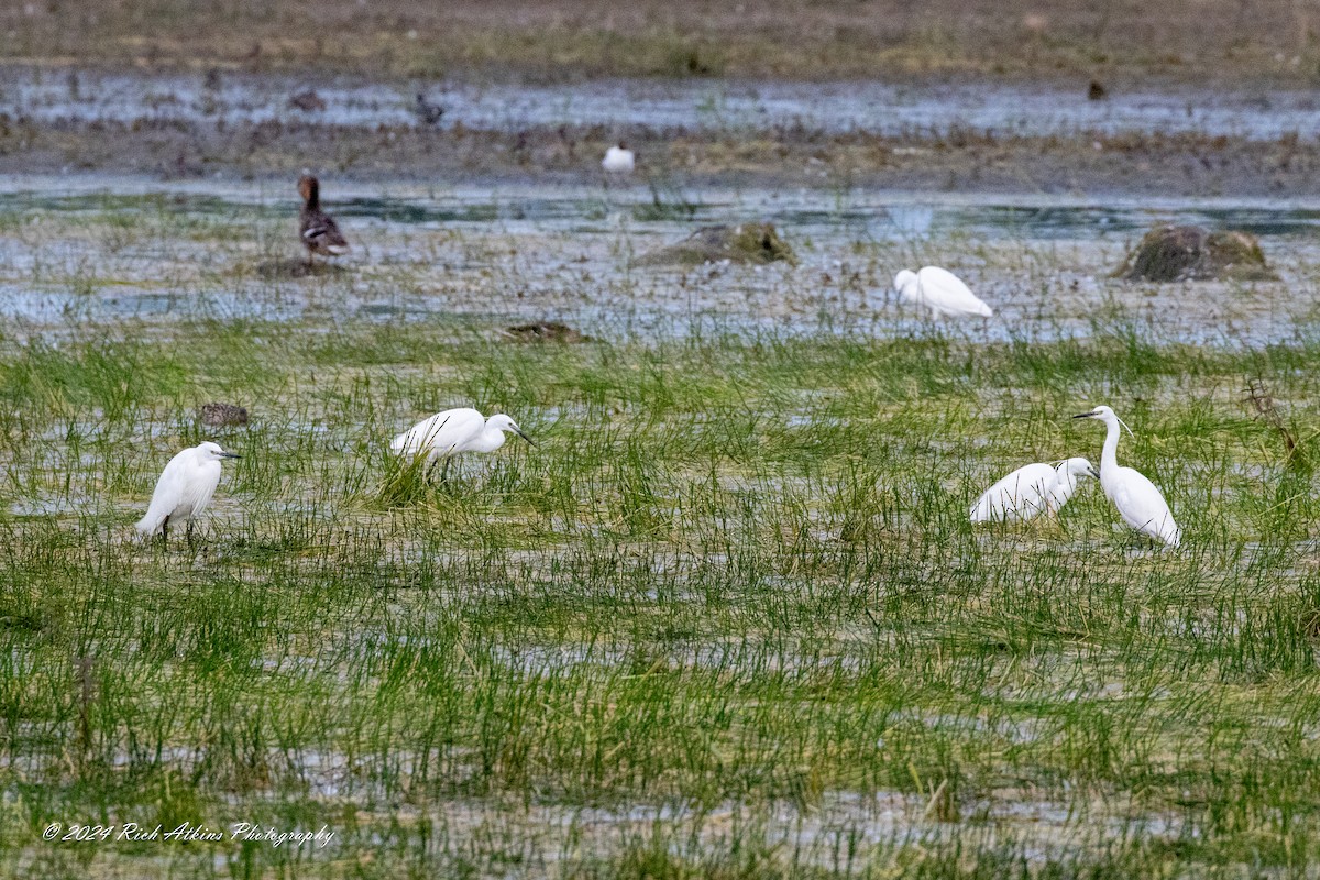 Little Egret - ML620715296