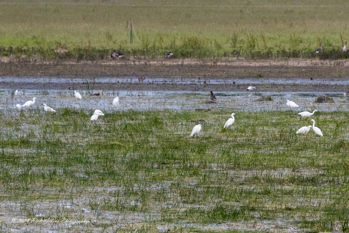 Little Egret - ML620715297