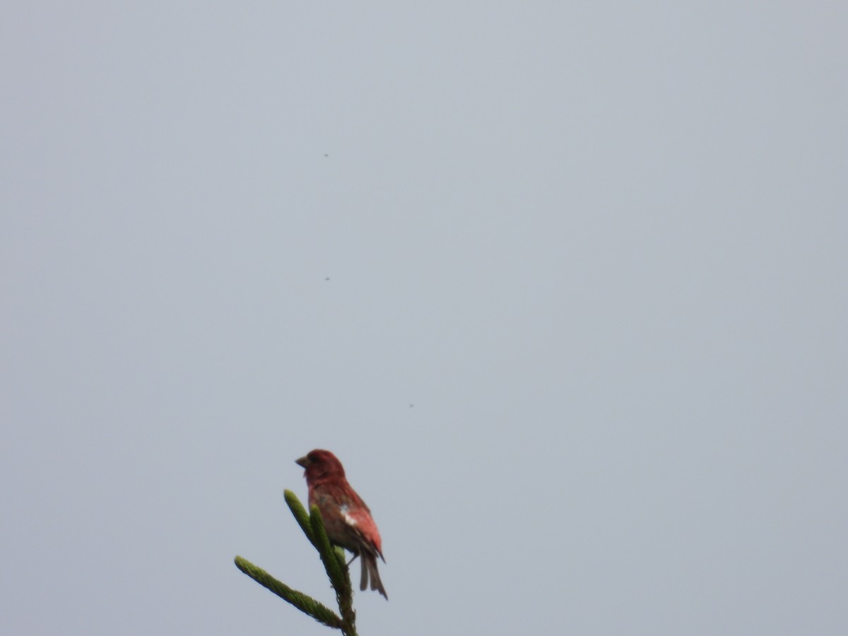 Purple Finch - Denis Provencher COHL