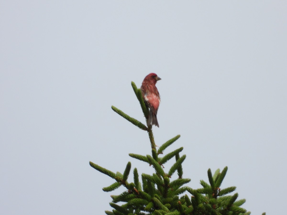 Purple Finch - ML620715301