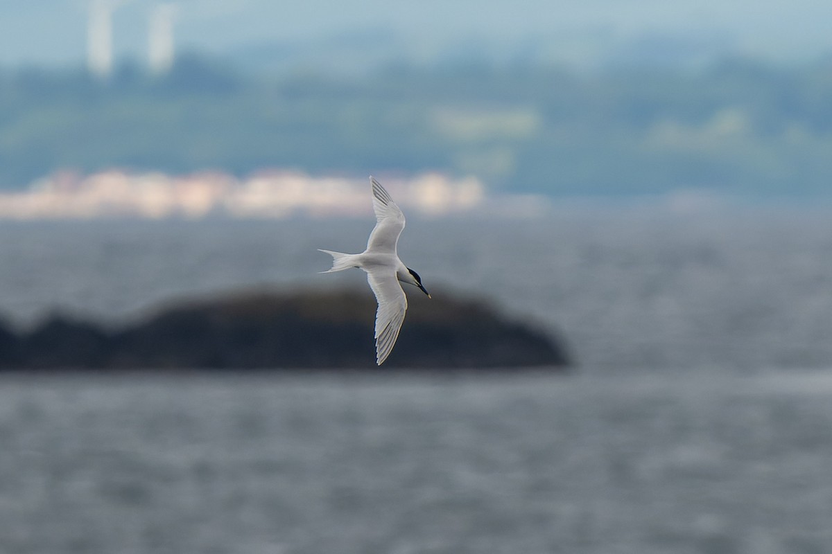 Sandwich Tern - ML620715303