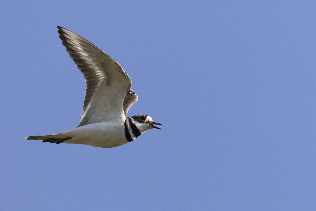 Killdeer - Michael Stubblefield