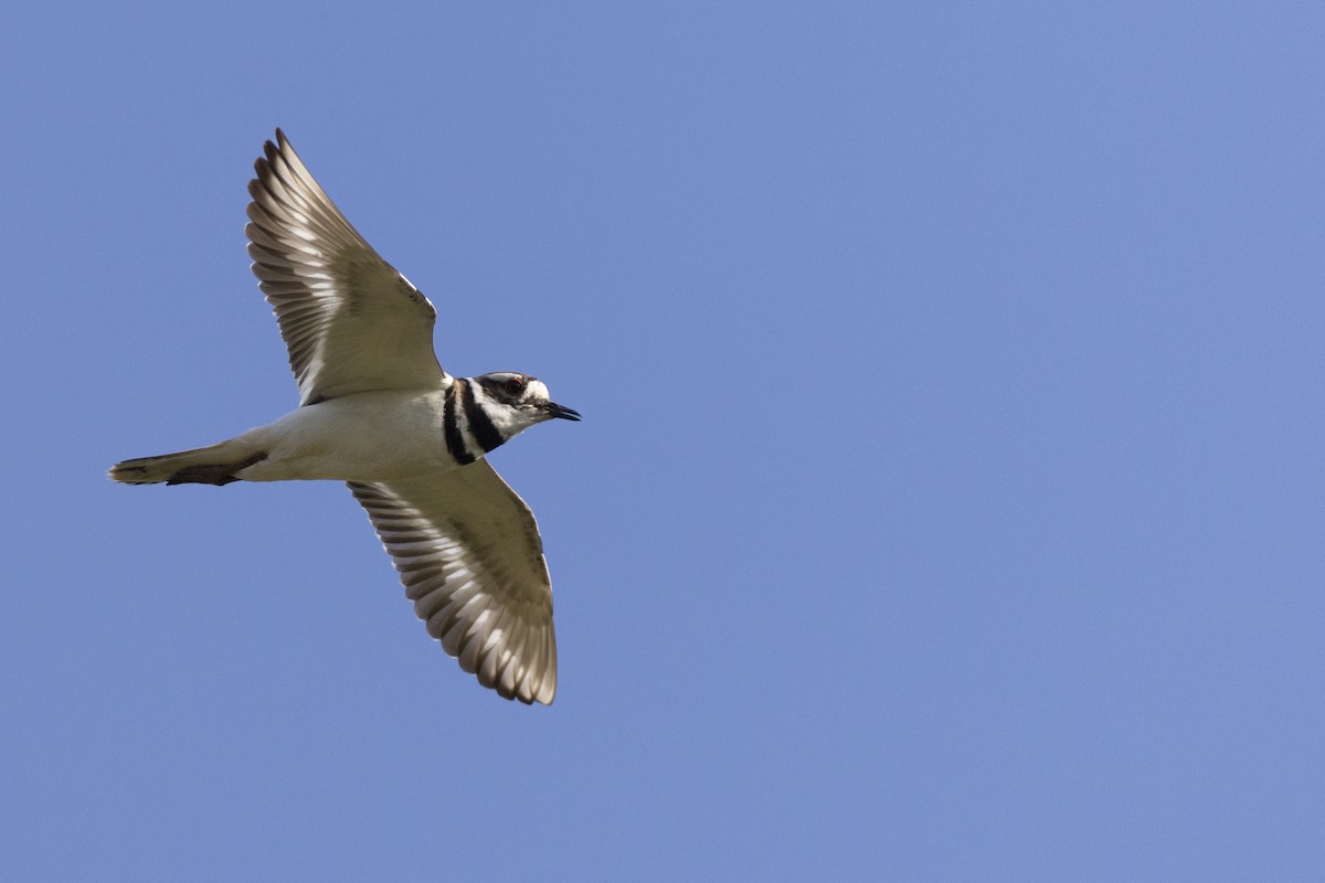 Killdeer - ML620715309