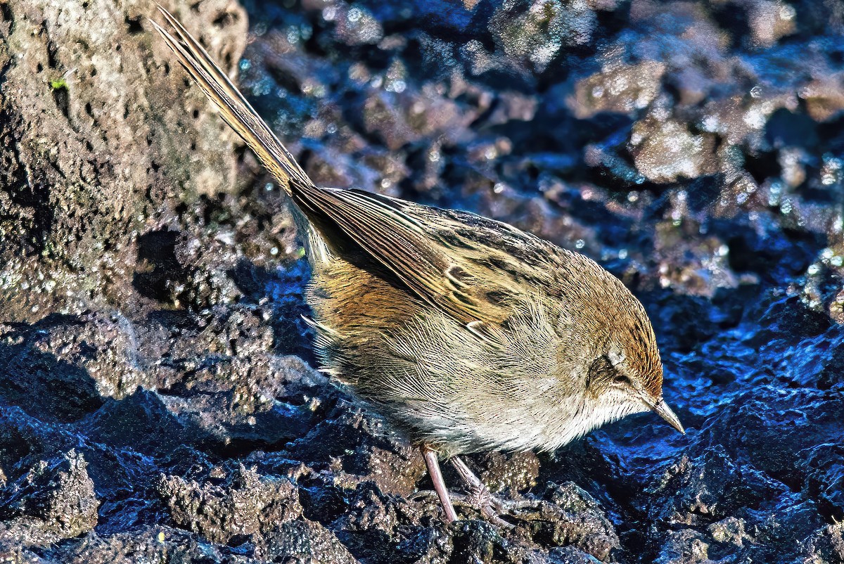 Little Grassbird - ML620715312