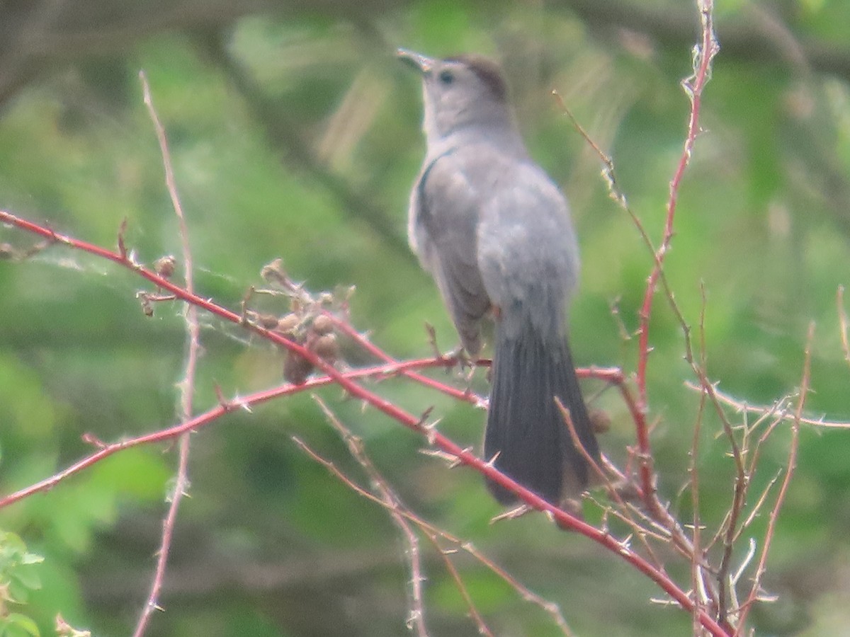 Gray Catbird - ML620715319