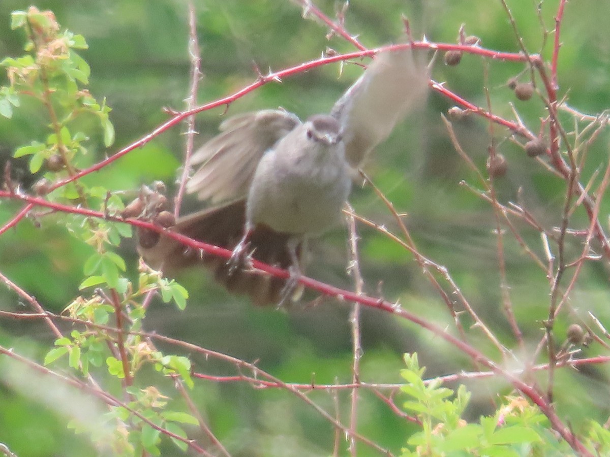 Gray Catbird - Mabel Bredahl