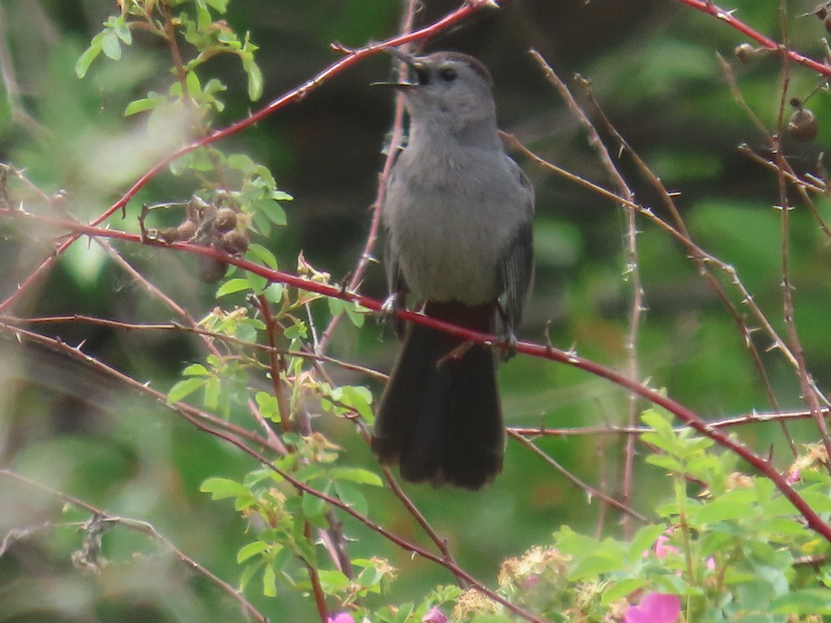 Gray Catbird - ML620715322