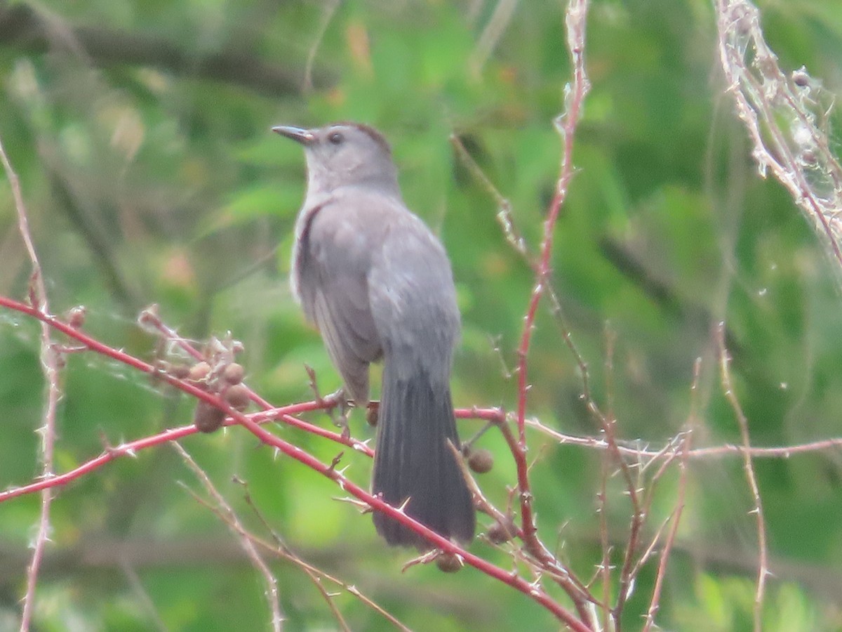 Gray Catbird - ML620715323