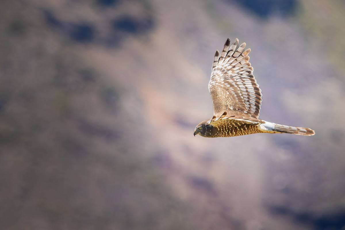 Cinereous Harrier - ML620715326