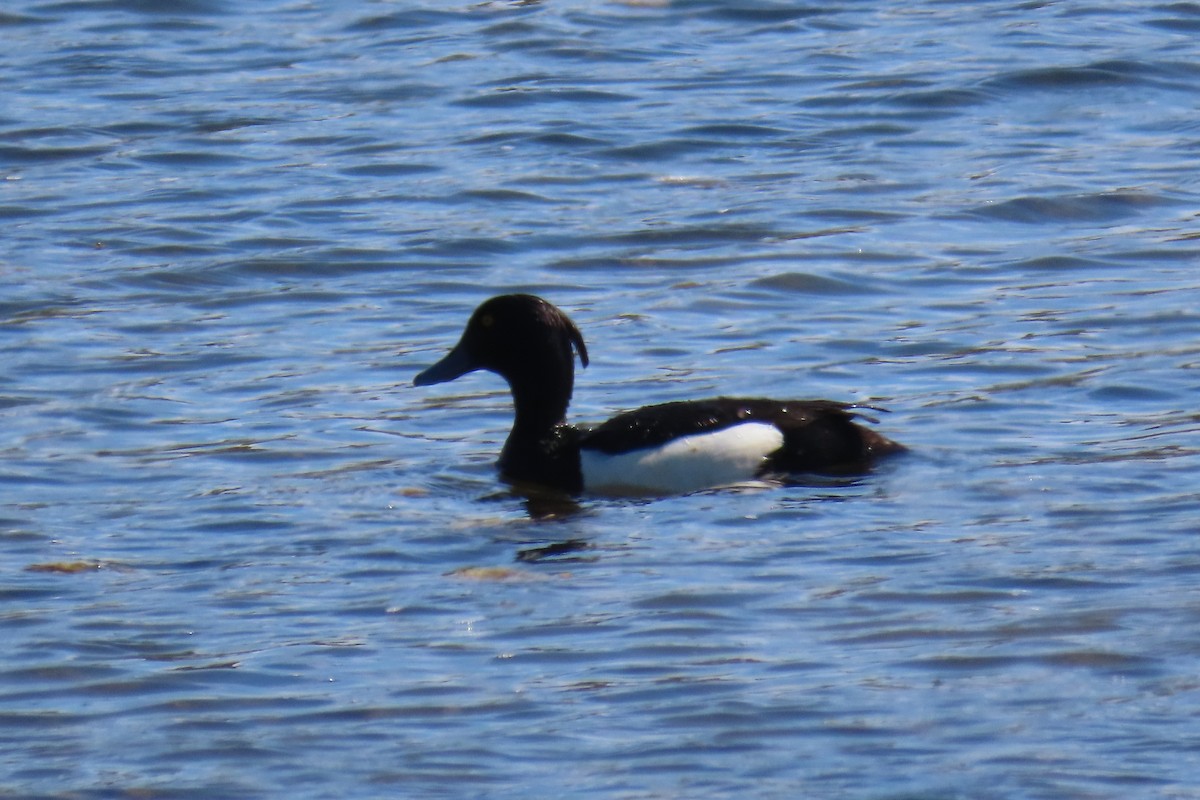 Tufted Duck - ML620715329