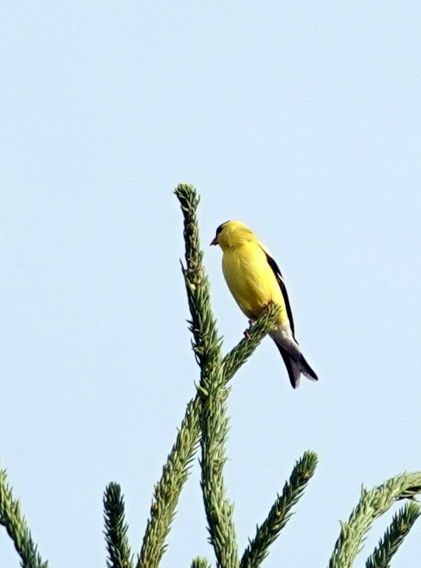 American Goldfinch - Mario Poirier