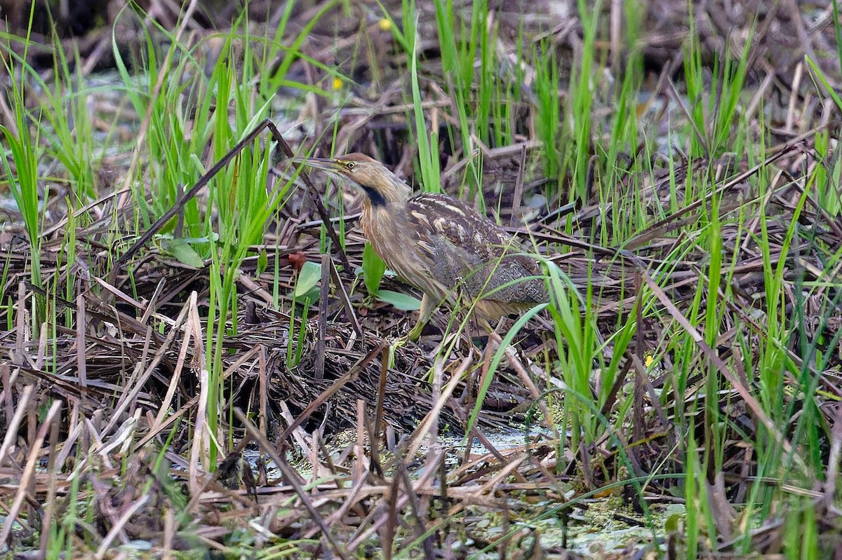 American Bittern - ML620715333