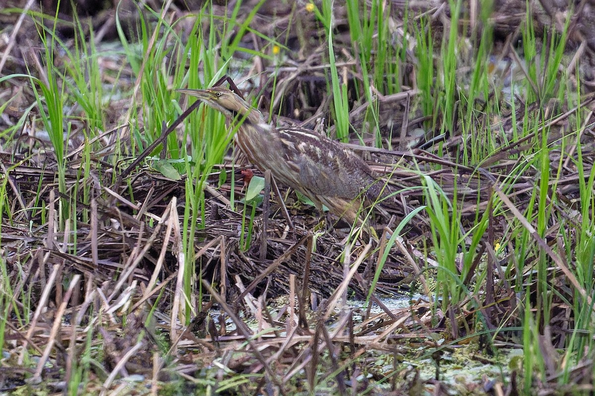 American Bittern - ML620715334