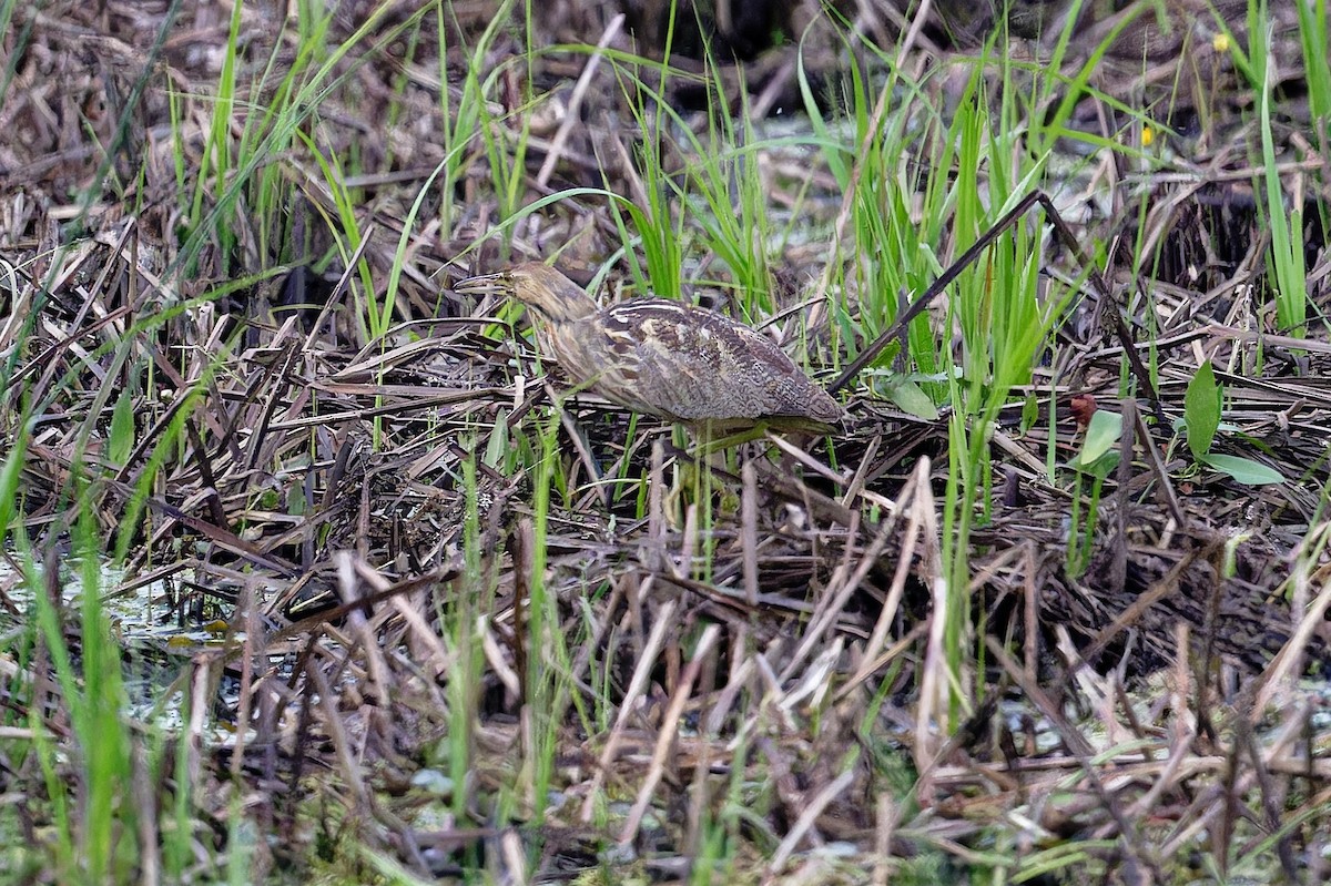 American Bittern - ML620715335