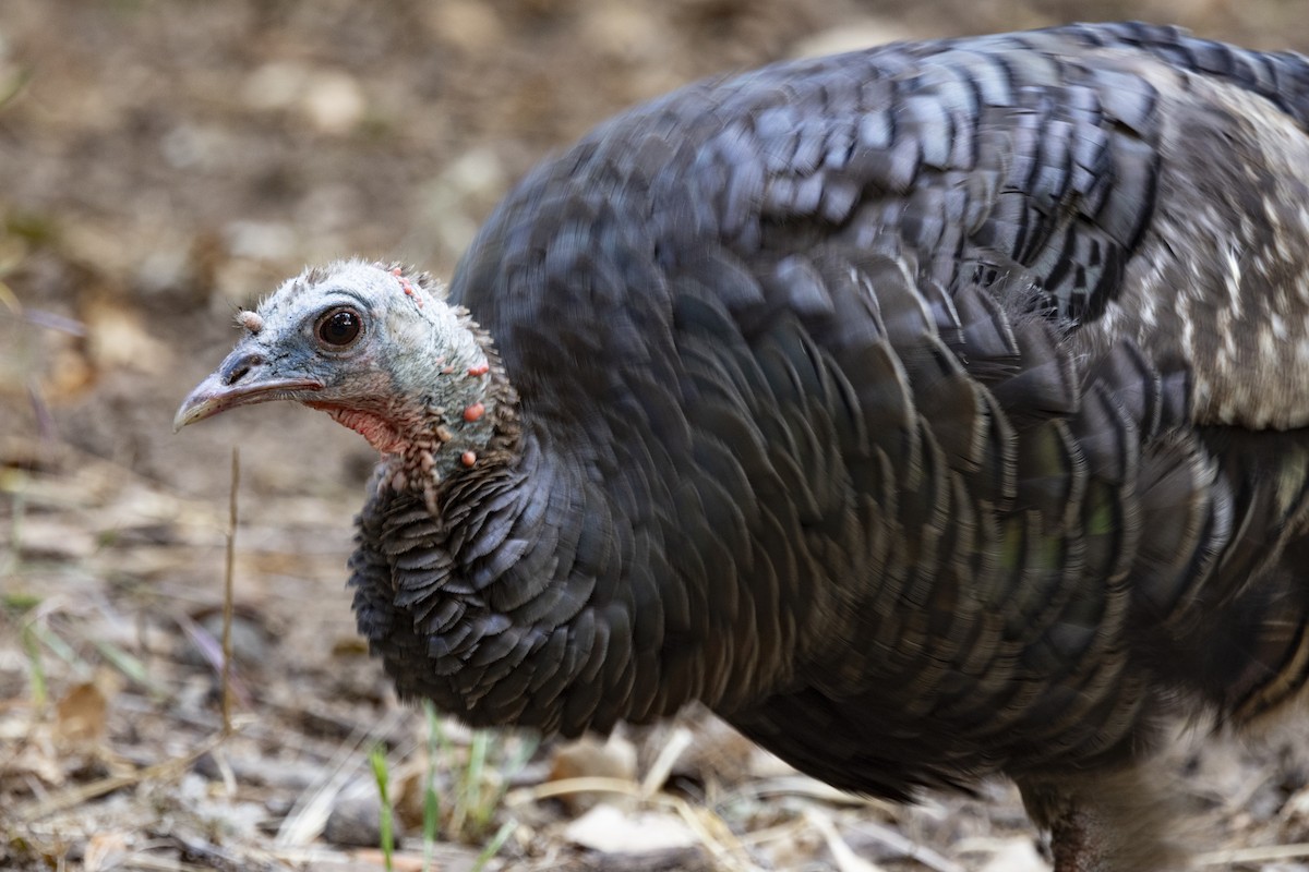 Wild Turkey - ML620715337