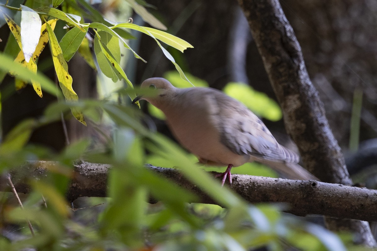 Mourning Dove - ML620715339