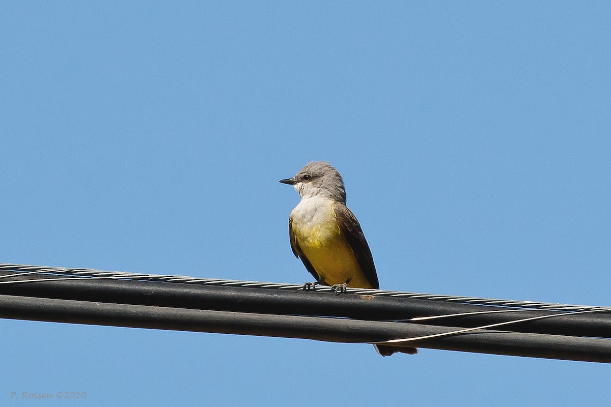 Western Kingbird - ML620715342