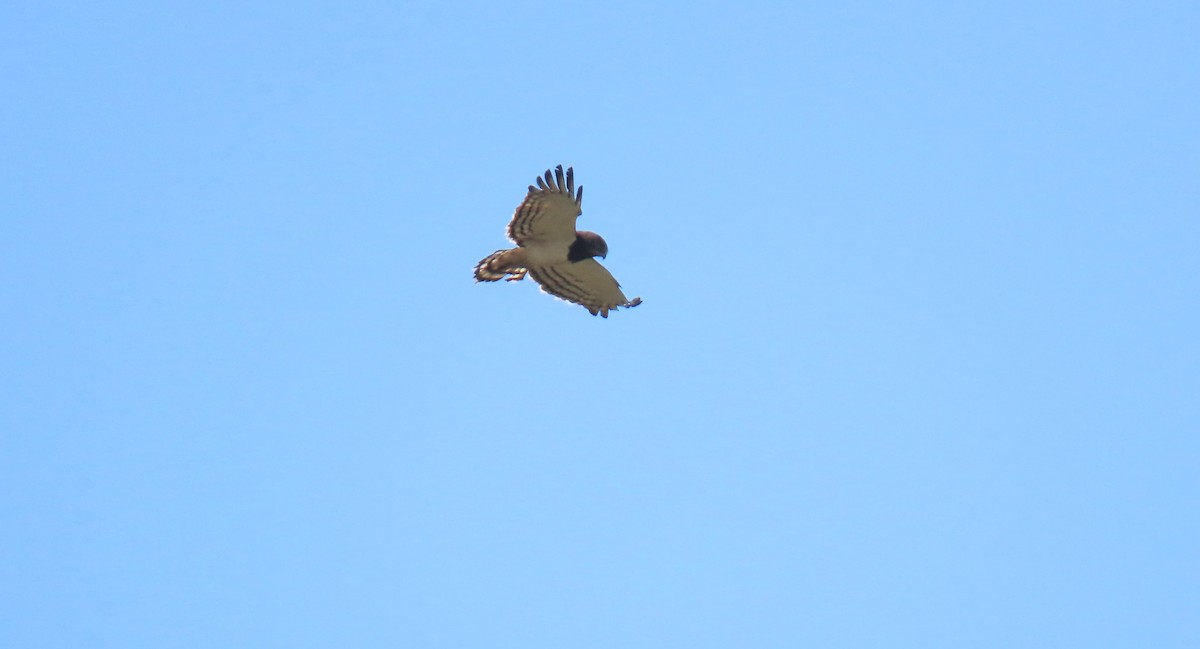 Black-chested Snake-Eagle - ML620715343