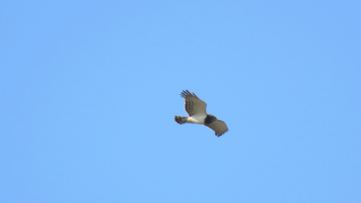 Black-chested Snake-Eagle - Ann Kovich