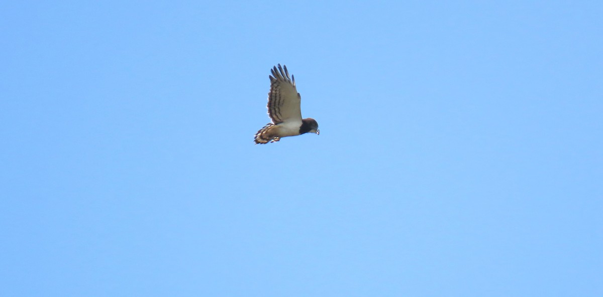 Black-chested Snake-Eagle - ML620715345