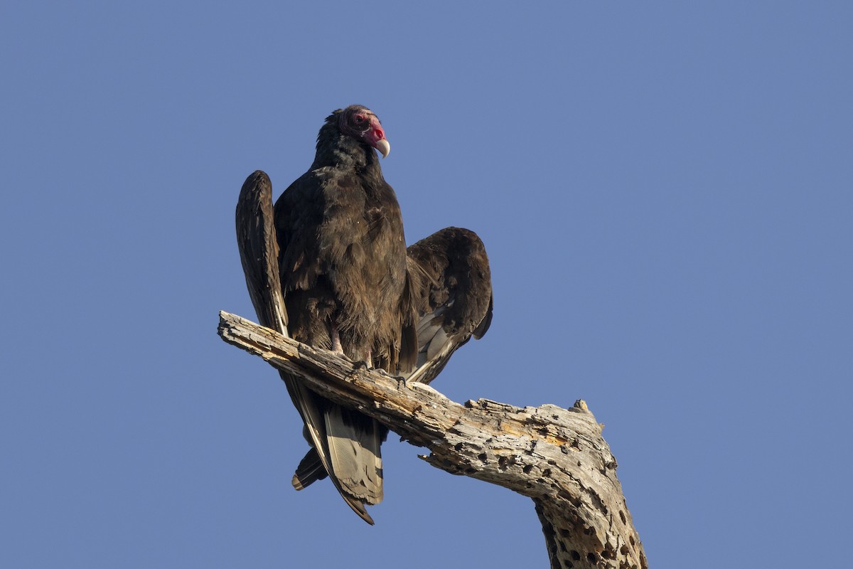 Turkey Vulture - ML620715347