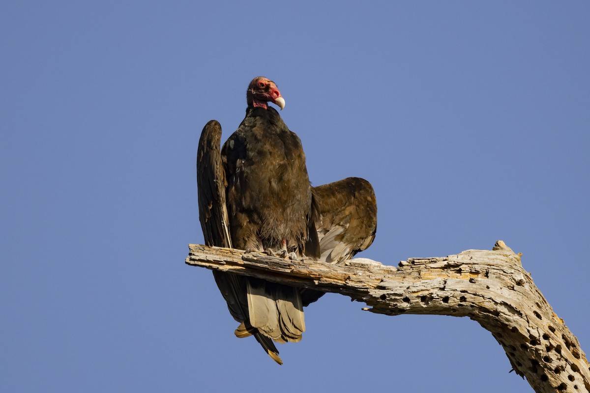Turkey Vulture - ML620715348