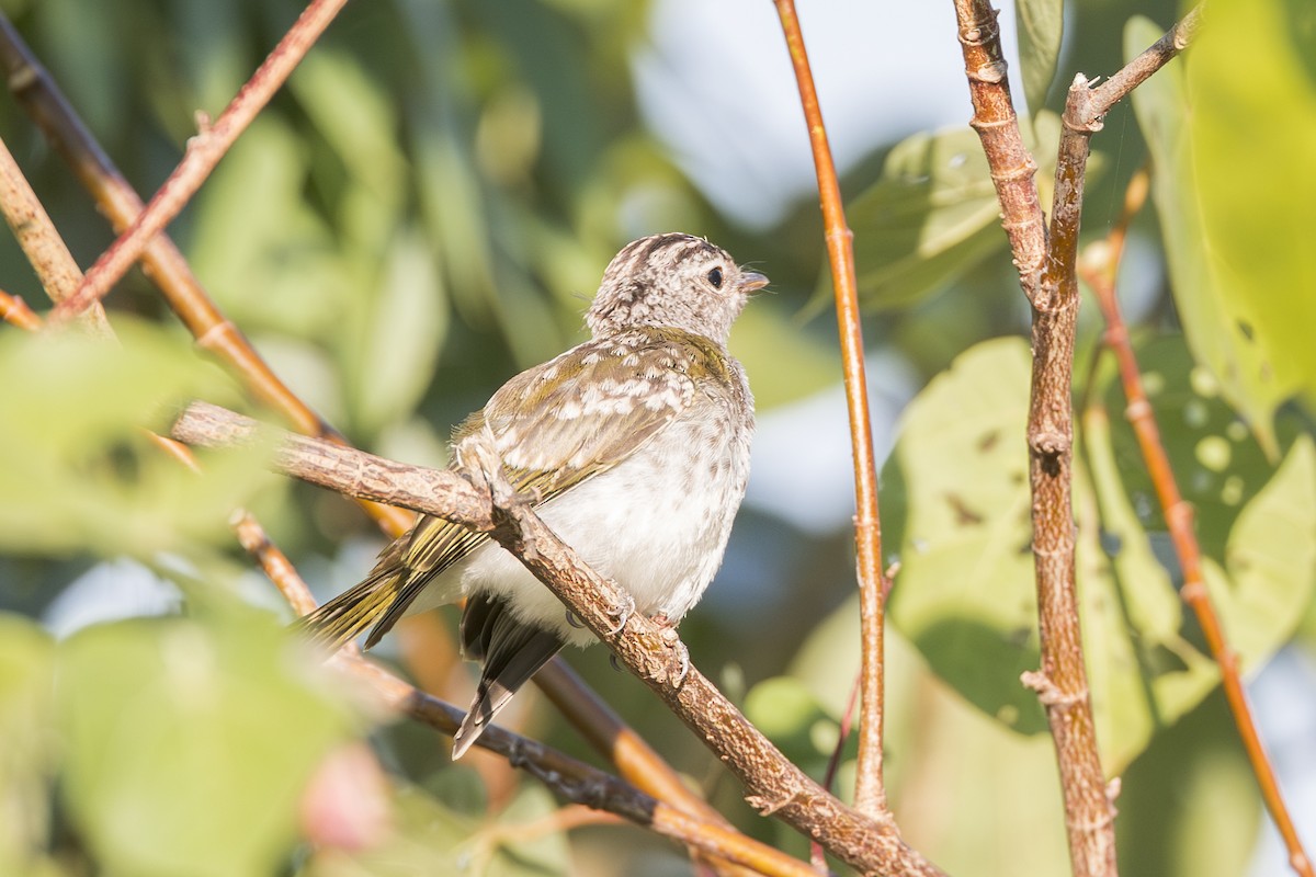 Lemon-bellied Flyrobin - ML620715350