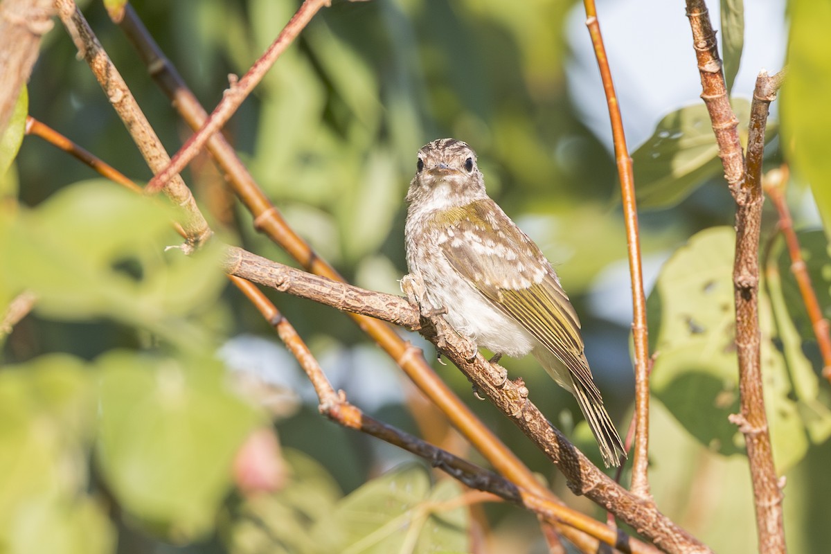 Lemon-bellied Flyrobin - ML620715351