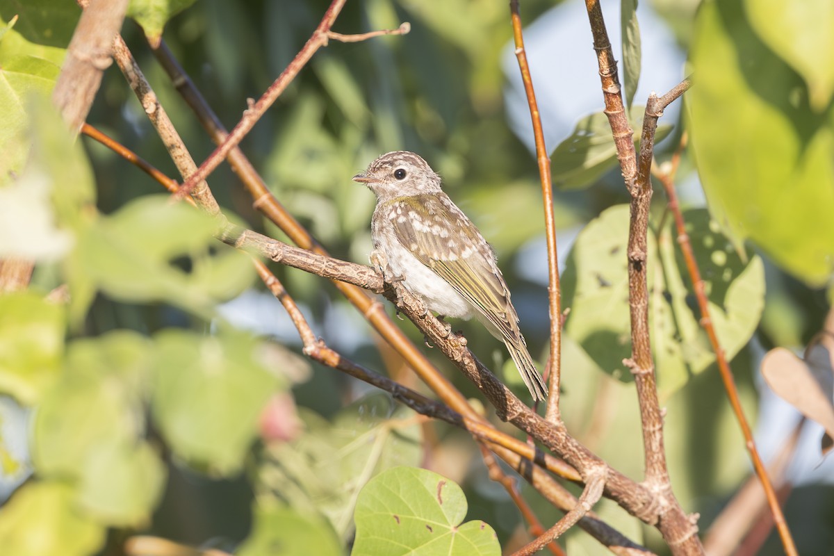 Lemon-bellied Flyrobin - ML620715352