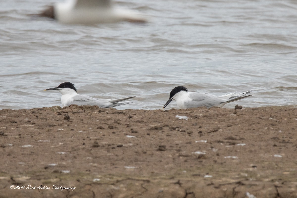 Sandwich Tern - ML620715354