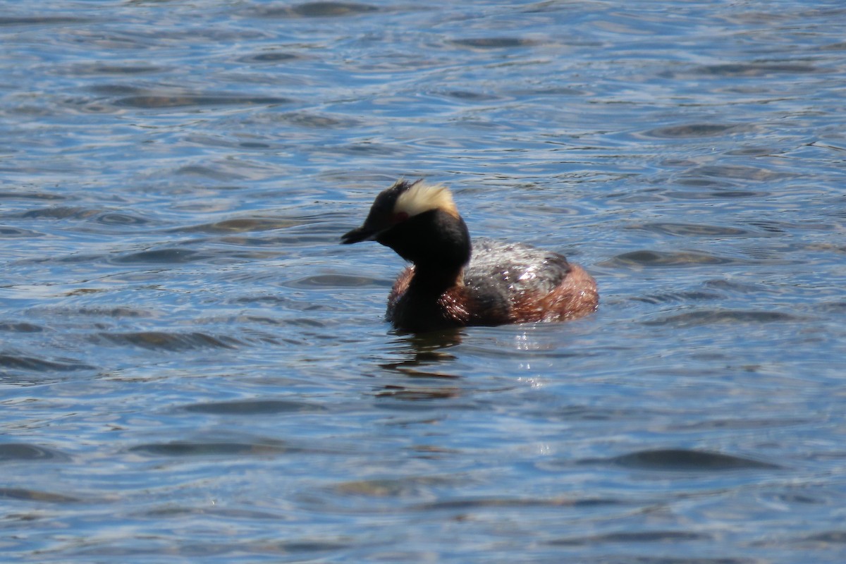 Horned Grebe - ML620715357