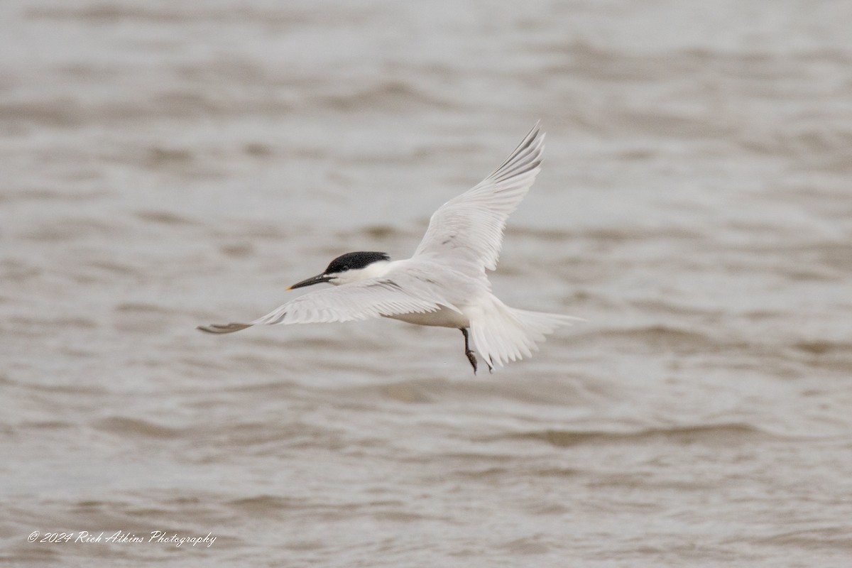 Sandwich Tern - ML620715358