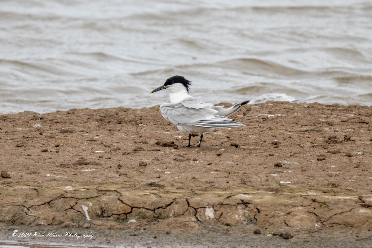 Sandwich Tern - ML620715360