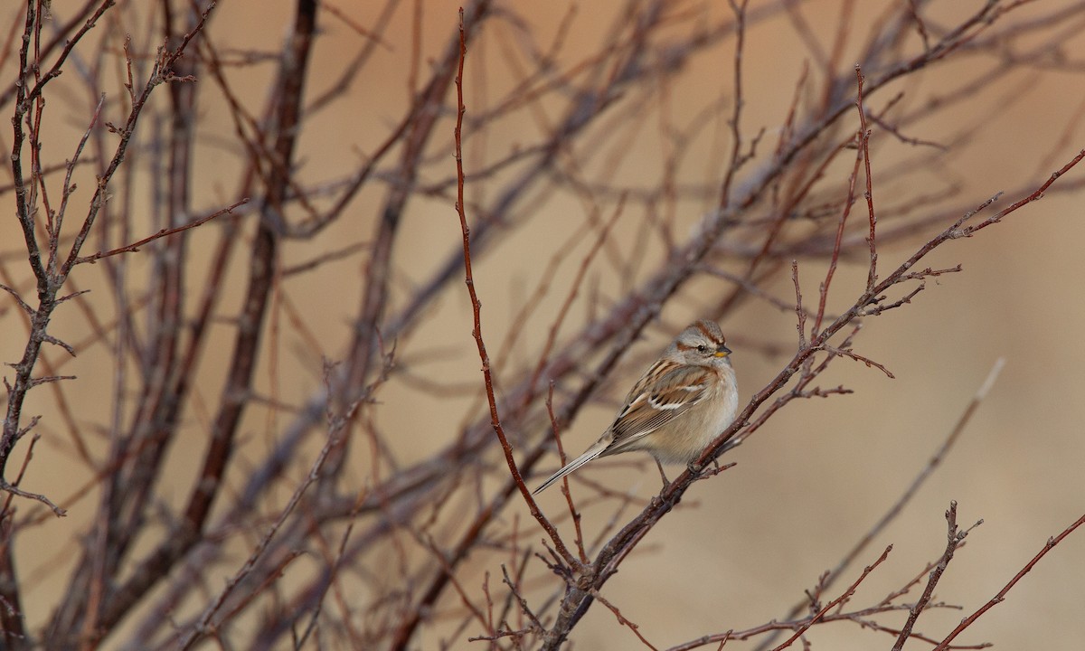 American Tree Sparrow - ML620715362