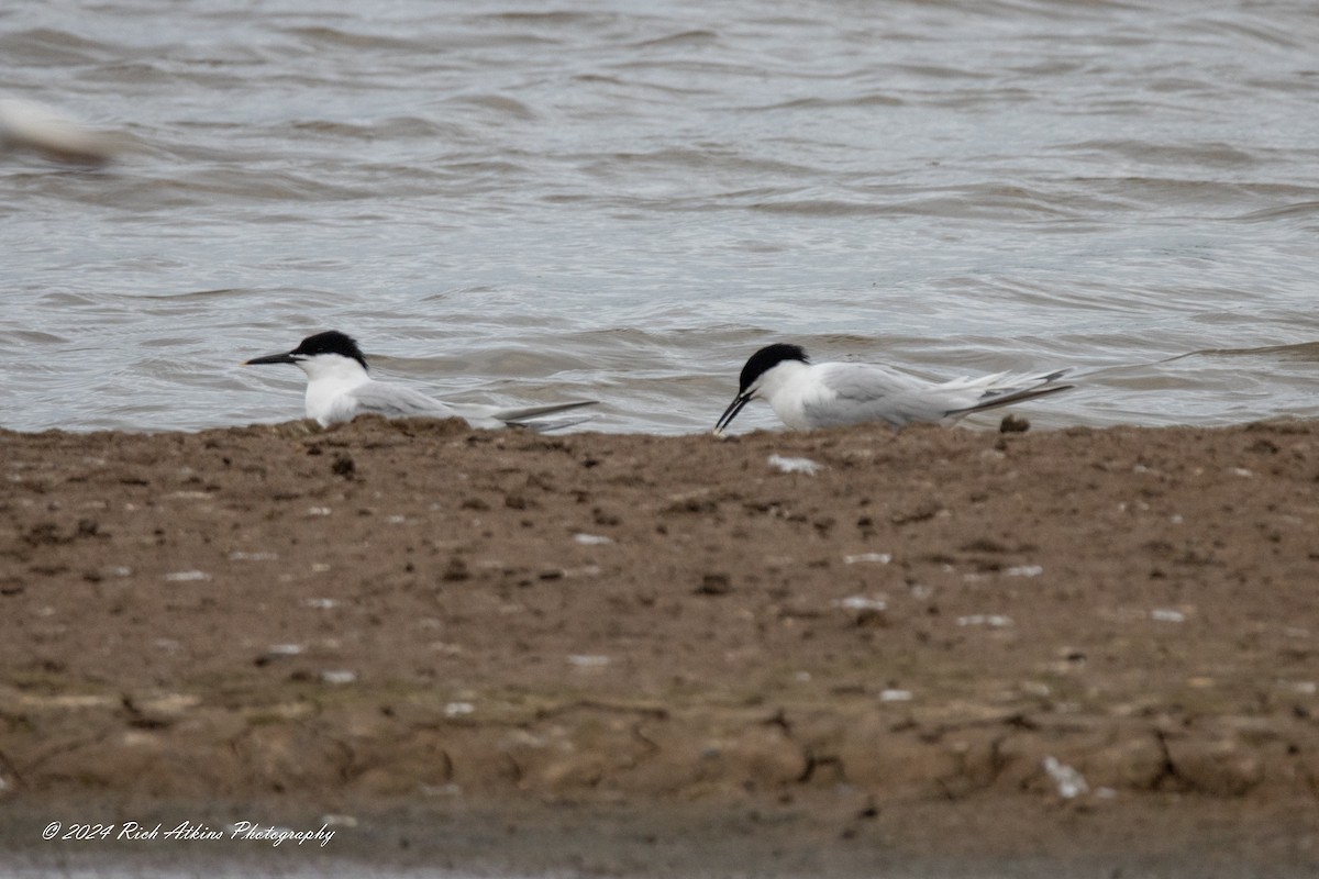 Sandwich Tern - ML620715363