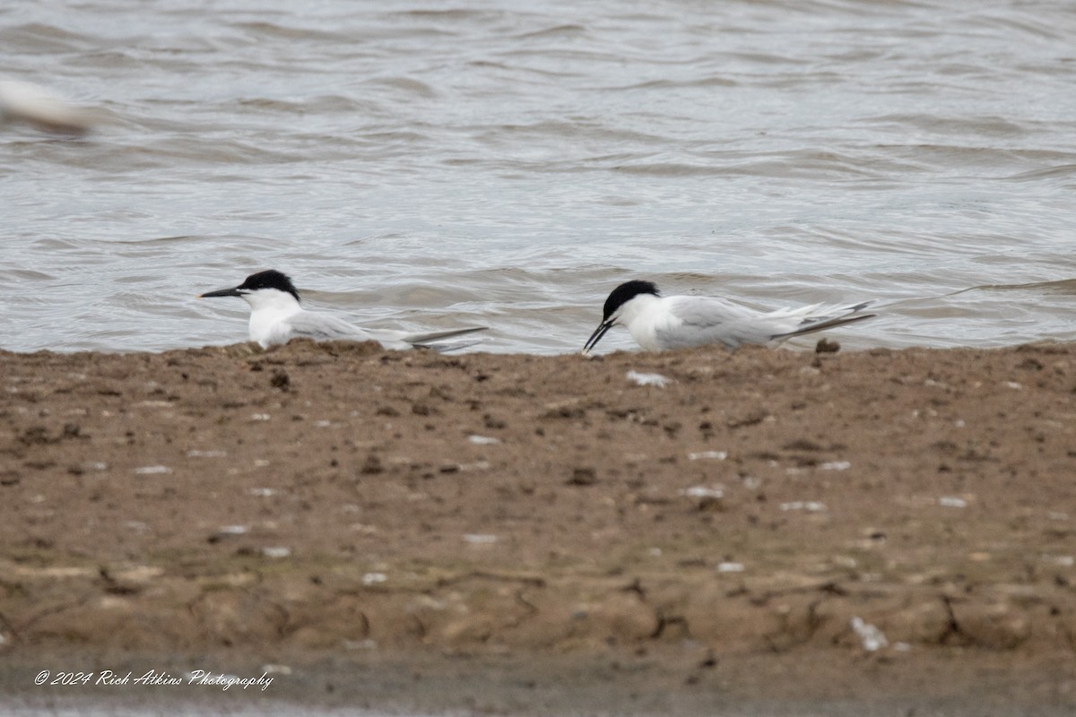 Sandwich Tern - ML620715364