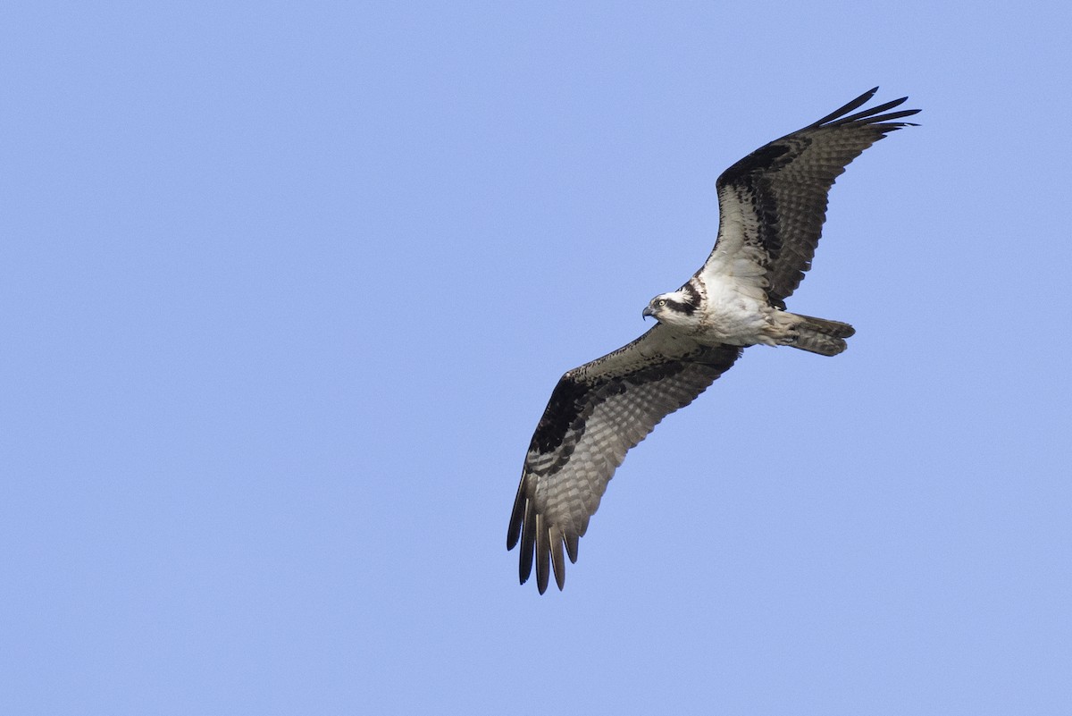 Osprey (carolinensis) - ML620715365