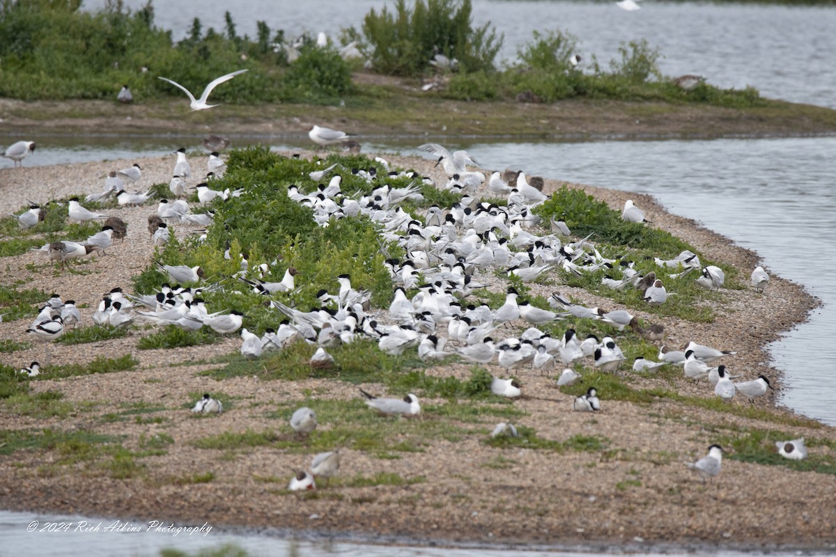 Sandwich Tern - ML620715369