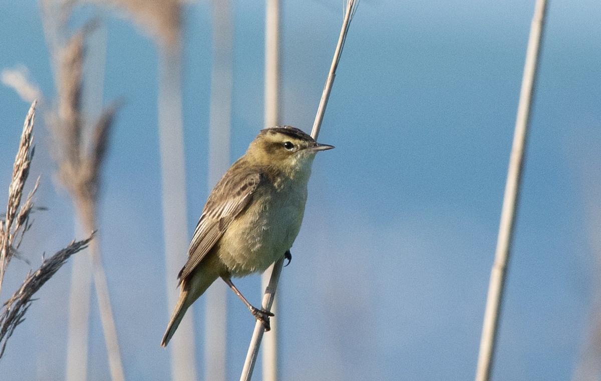 Sedge Warbler - ML620715371