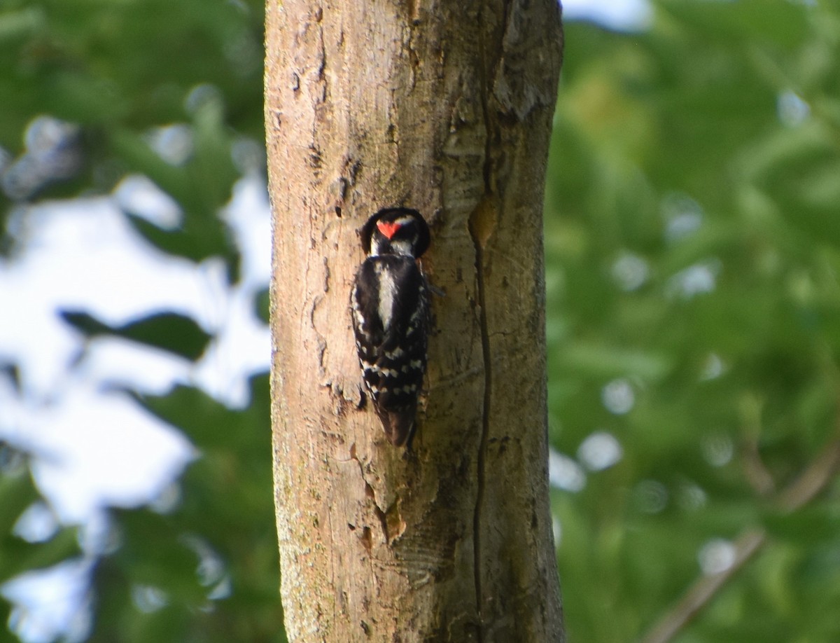 Downy Woodpecker - Brad Jackson